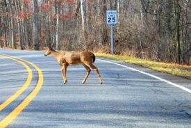 A white-tailed deer crossing a two-lane road lined with autumn trees