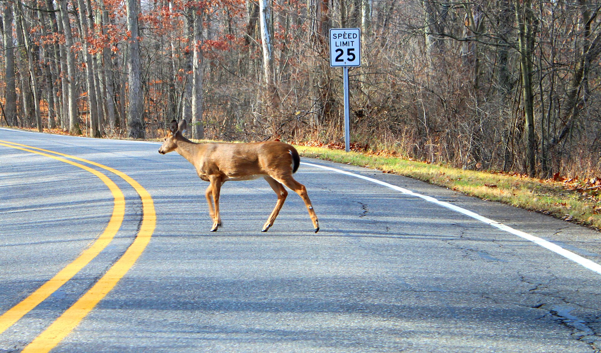 A white-tailed deer crossing a two-lane road lined with autumn trees